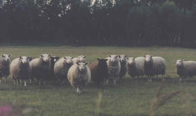 lampaat