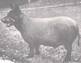 sikakoira